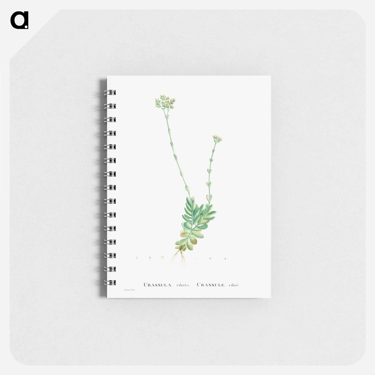 Crassula Cilliata (Pigmyweeds) - ピエール ジョゼフ ルドゥーテ Memo.