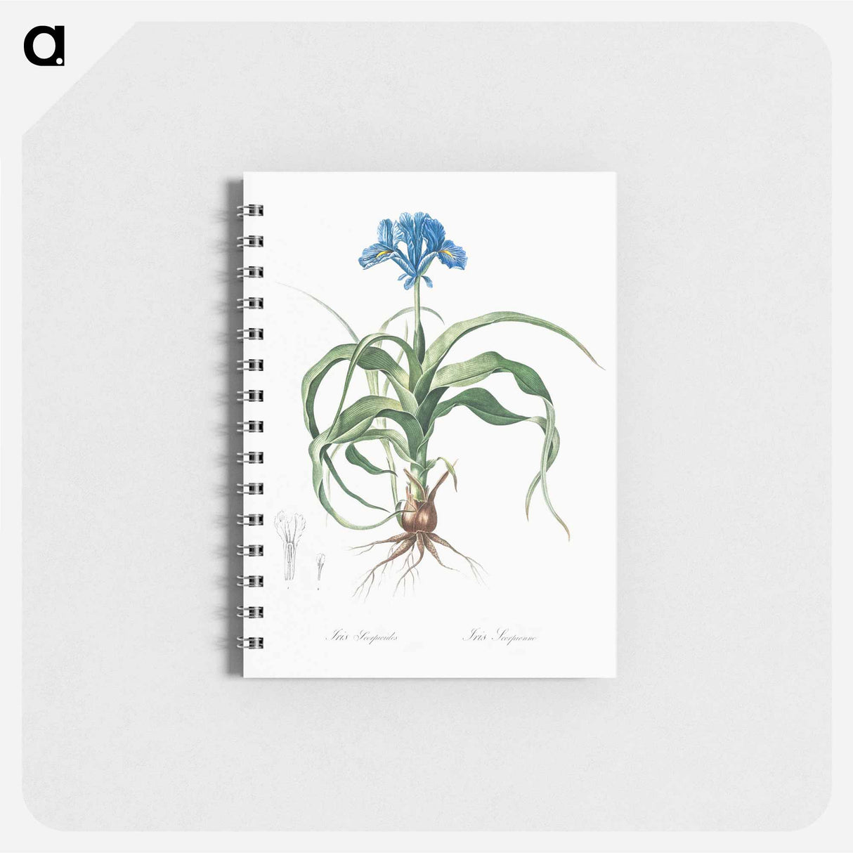 アートメモ帳-Iris scorpiodes illustration from Les liliacées - ピエール ジョゼフ ルドゥーテ Memo.