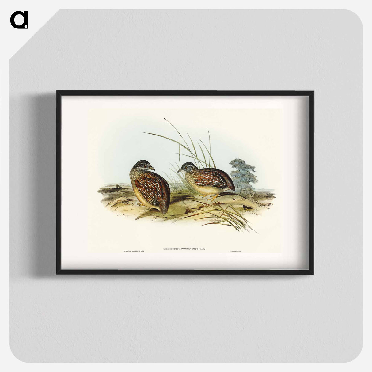 Chestnut-backed Hemipode
- オーストラリアの鳥 Poster.