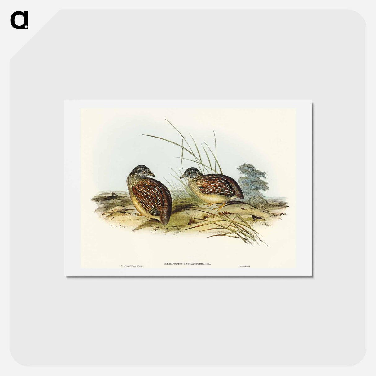 アートポストカード-Chestnut-backed Hemipode
- オーストラリアの鳥 Postcard.