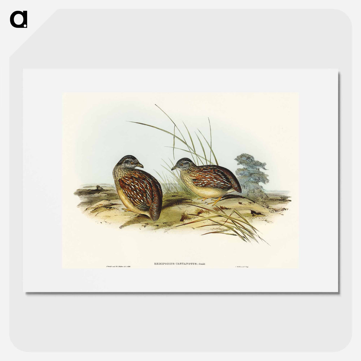 アートポスター-Chestnut-backed Hemipode
- オーストラリアの鳥 Poster.