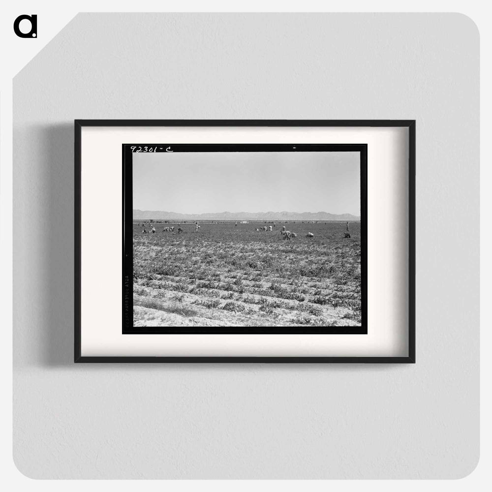 Untitled photo - Dorothea Lange Poster.