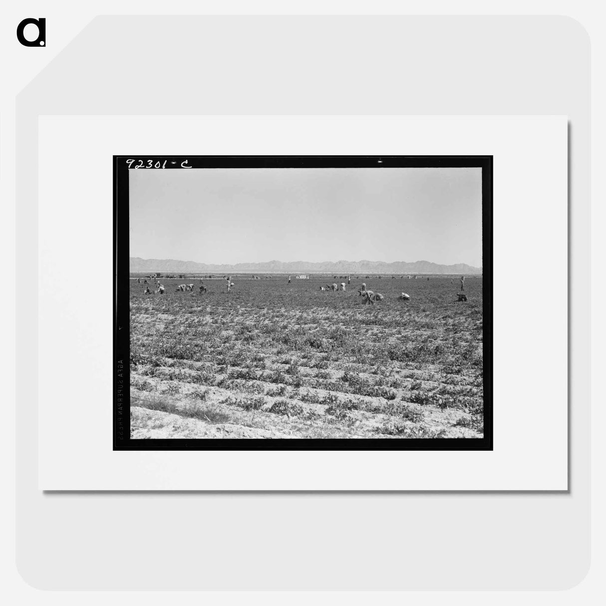 Untitled photo - Dorothea Lange Poster.