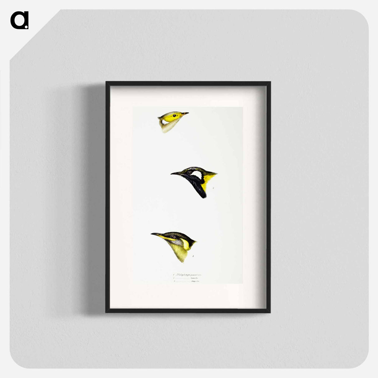 アートポスター-Australian Honeyeaters
- ジョン グールド Poster.