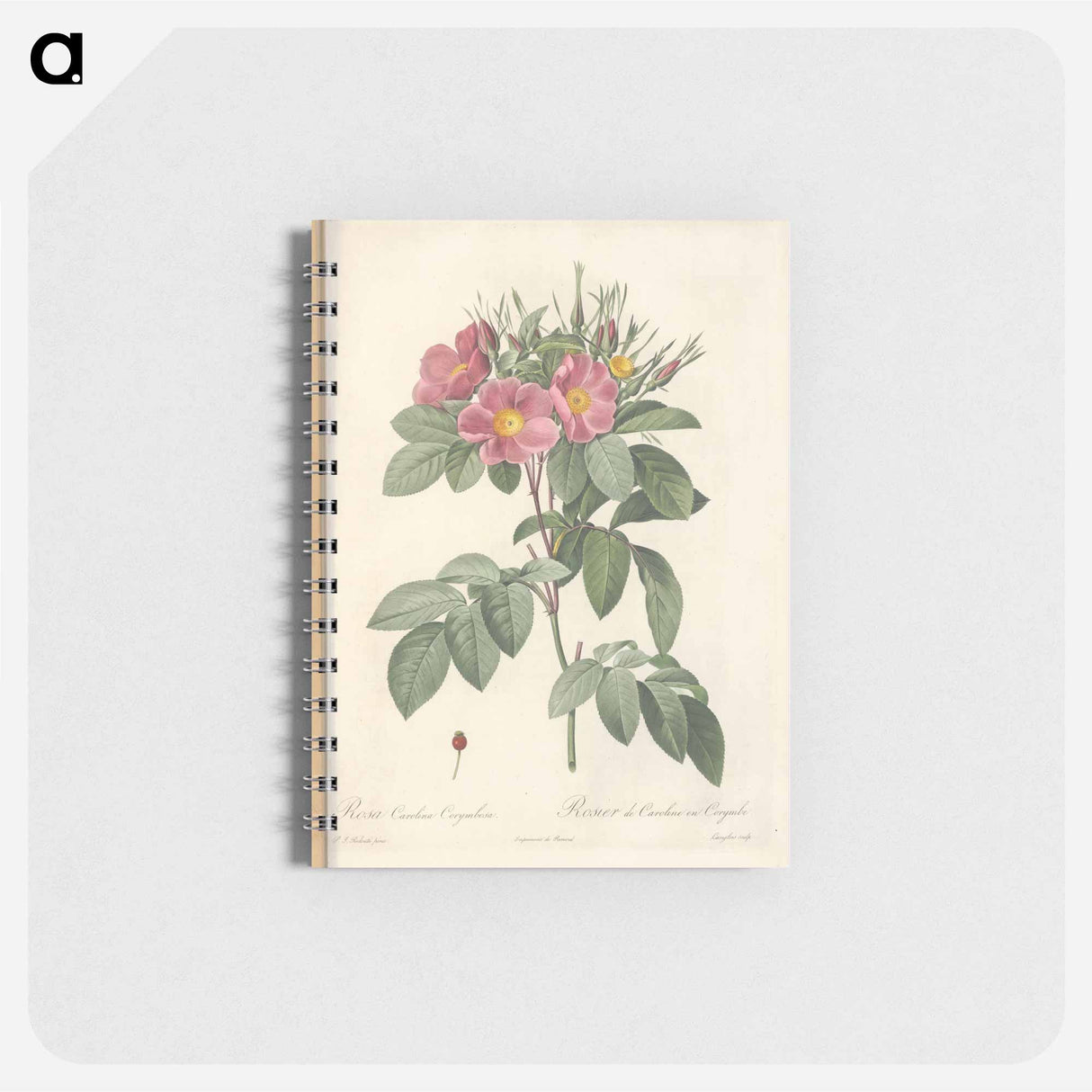 Rose illustration - ピエール ジョゼフ ルドゥーテ Memo.