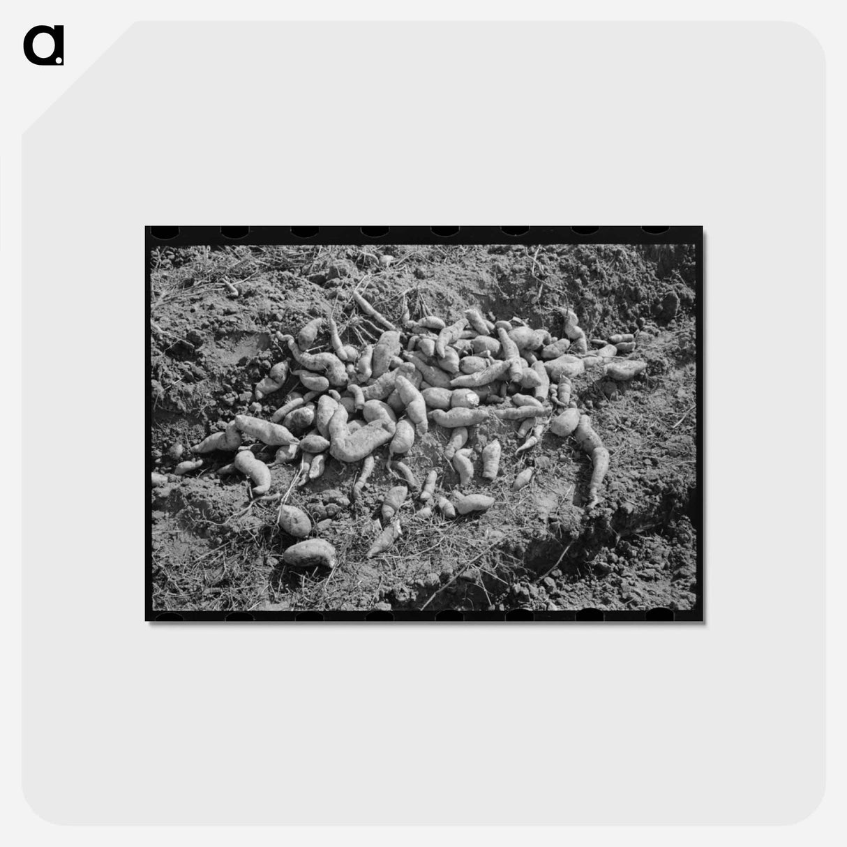 アートポストカード-Sweet Potatoes in Field
- ラッセル リー Postcard.