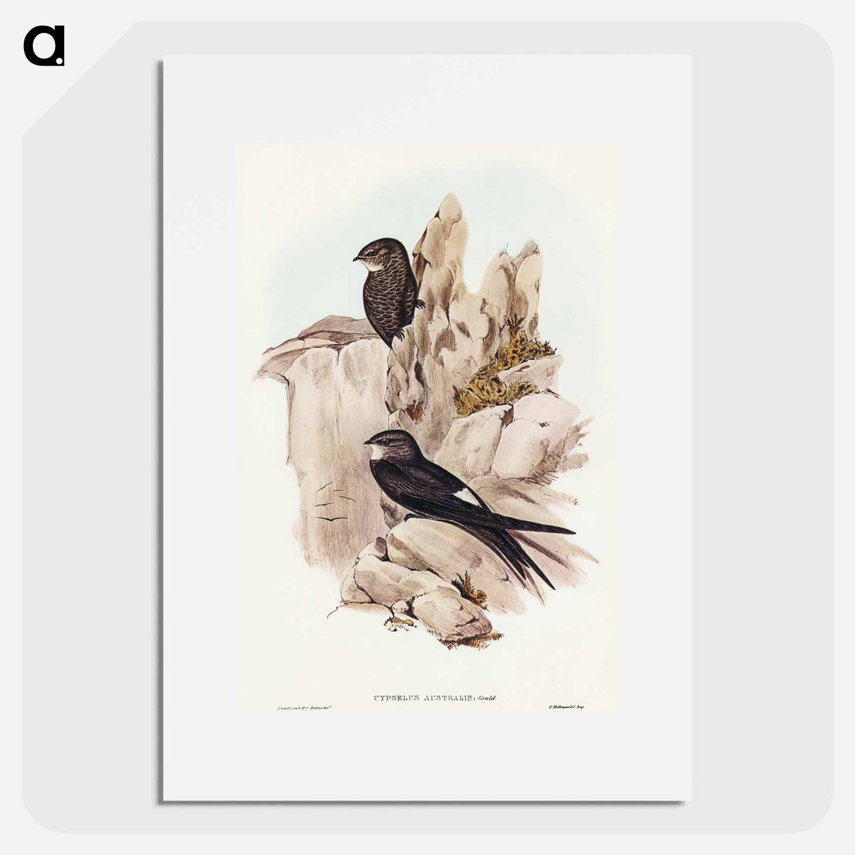 アートポスター-Australian Swift
- オーストラリアの鳥 Poster.