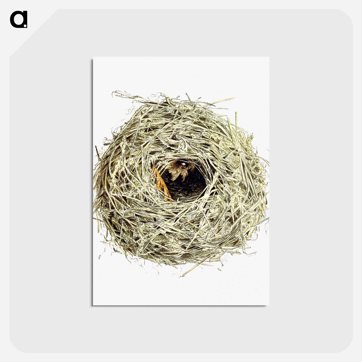 アートポストカード-Nest and Eggs from Travel And Research In Algeria
- 大英図書館 Postcard.