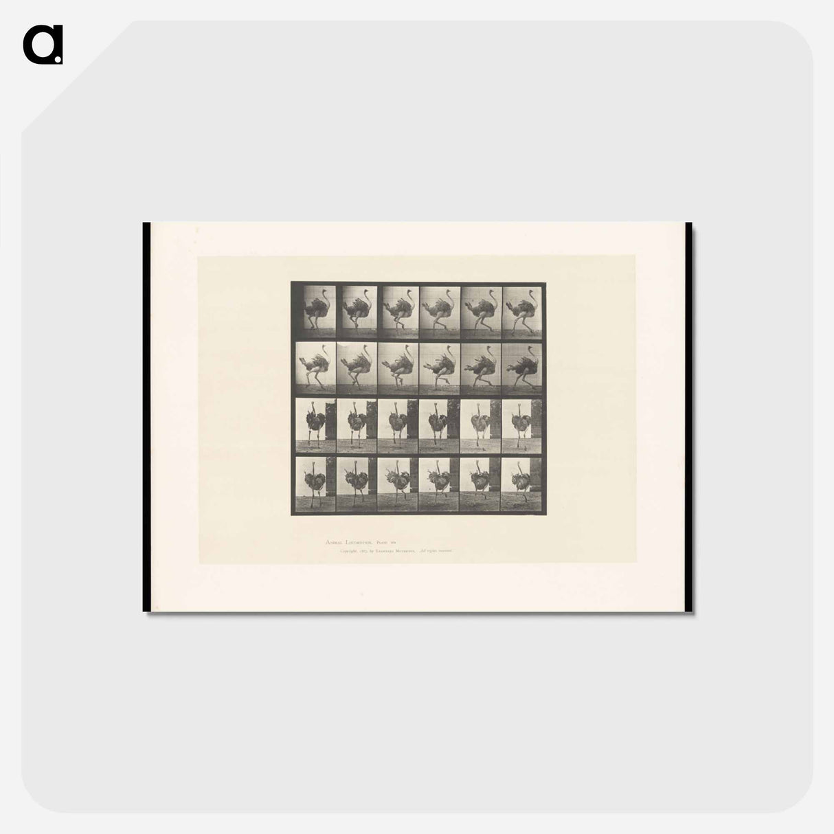 アートポストカード-Running Ostrich
- エドワード マイブリッジ Postcard.