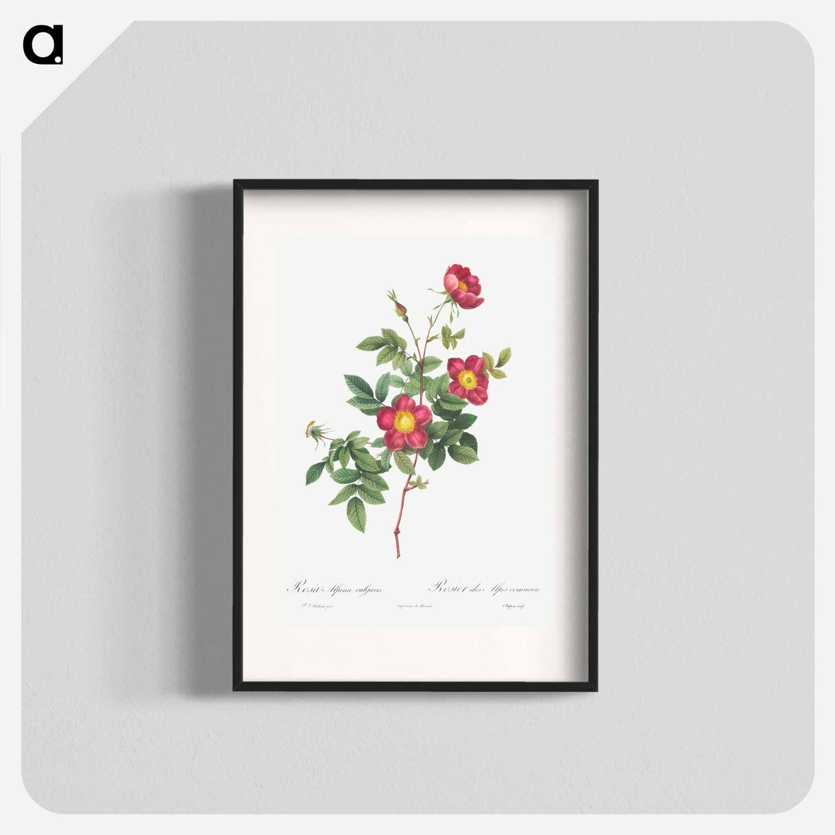 Alpine Rose - Pierre Joseph Redouté Poster.