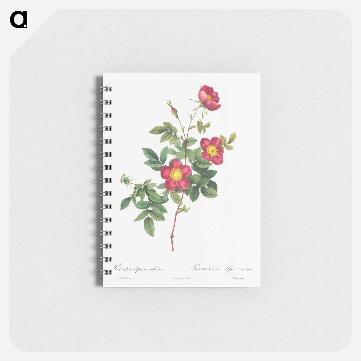 アートメモ帳-Alpine Rose - ピエール ジョゼフ ルドゥーテ Memo.