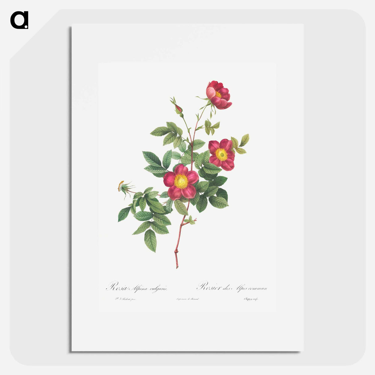 Alpine Rose - Pierre Joseph Redouté Poster.