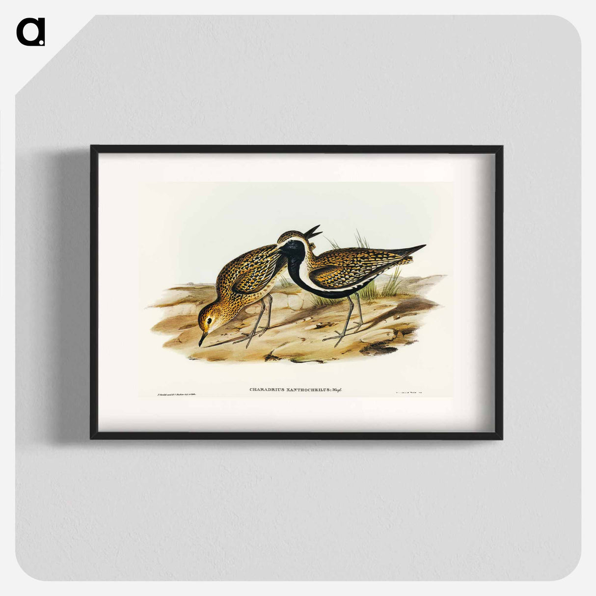 Australian Golden Plover
- オーストラリアの鳥 Poster.