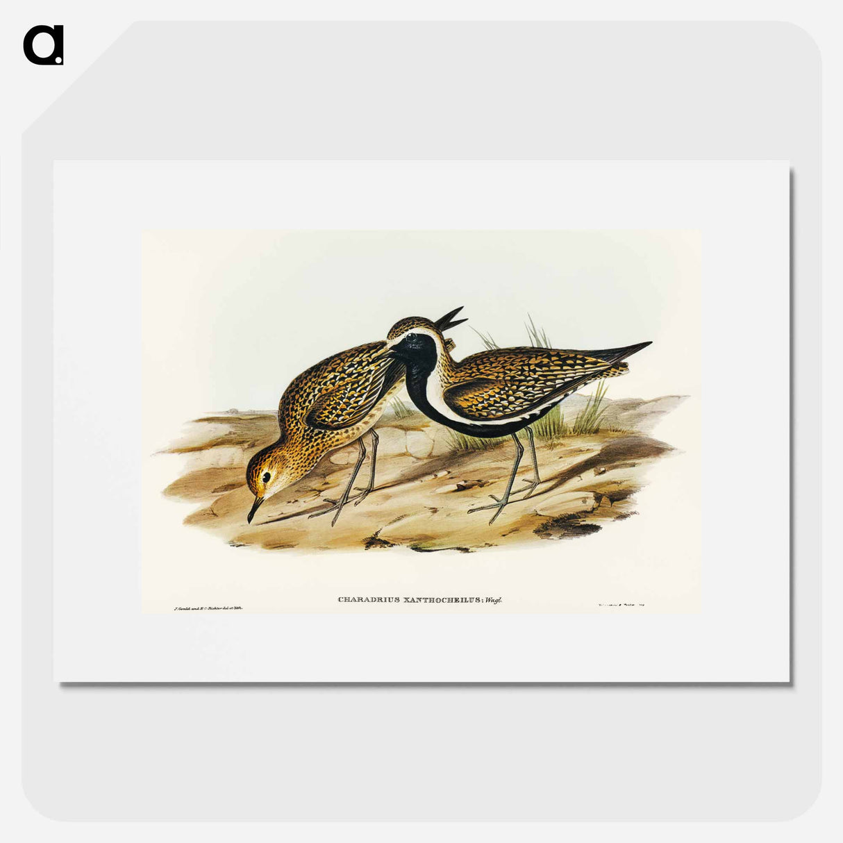 Australian Golden Plover
- オーストラリアの鳥 Poster.