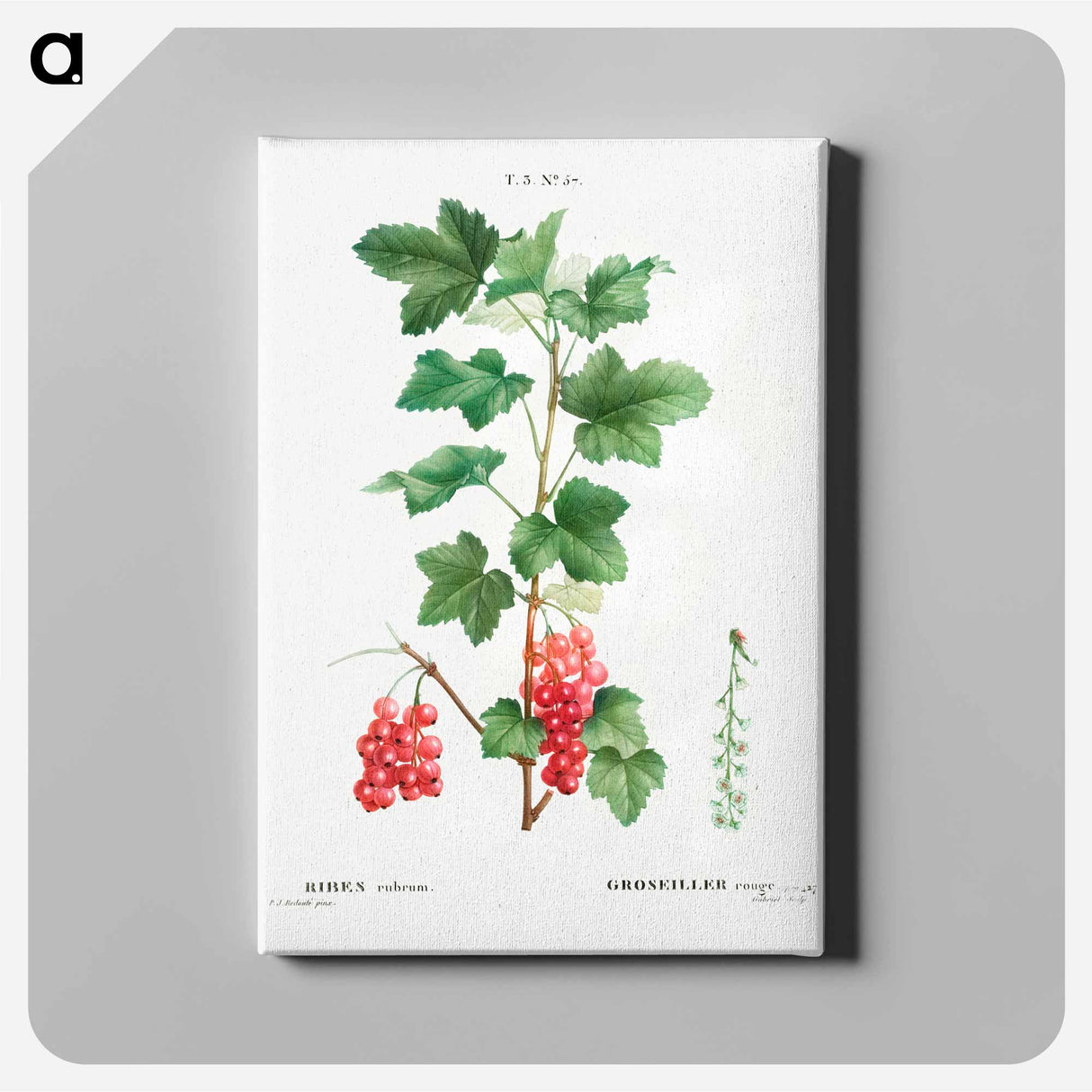 Redcurrant - Pierre-Joseph Redouté Canvas.