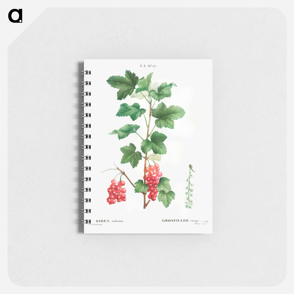 Redcurrant - ピエール ジョゼフ ルドゥーテ Memo.