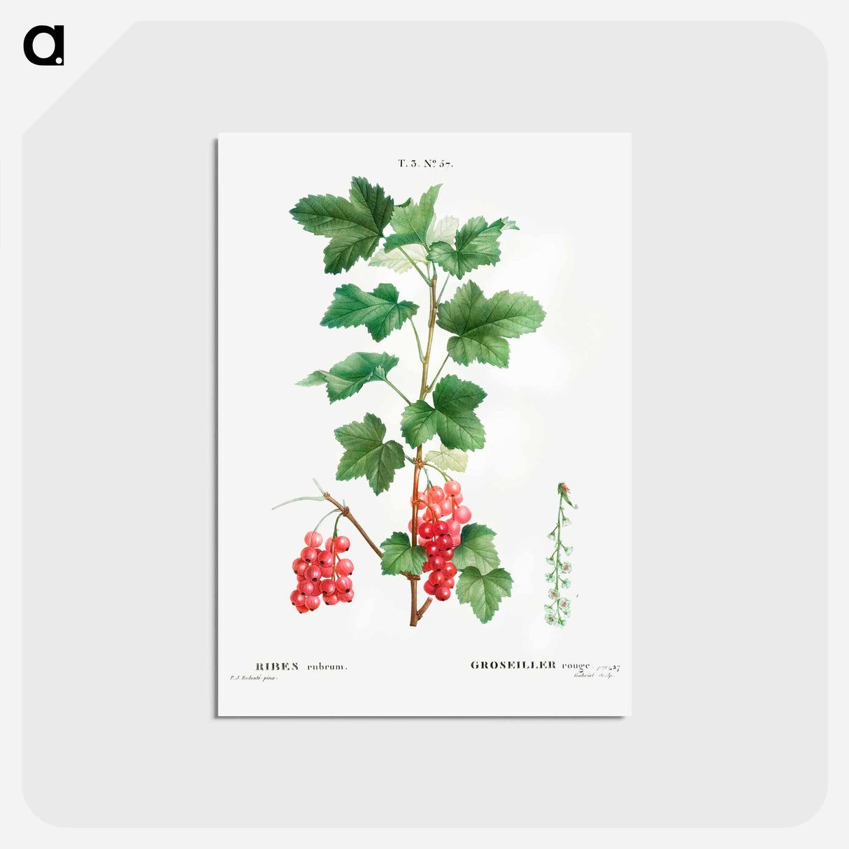 アートポストカード-Redcurrant - ピエール ジョゼフ ルドゥーテ Postcard.