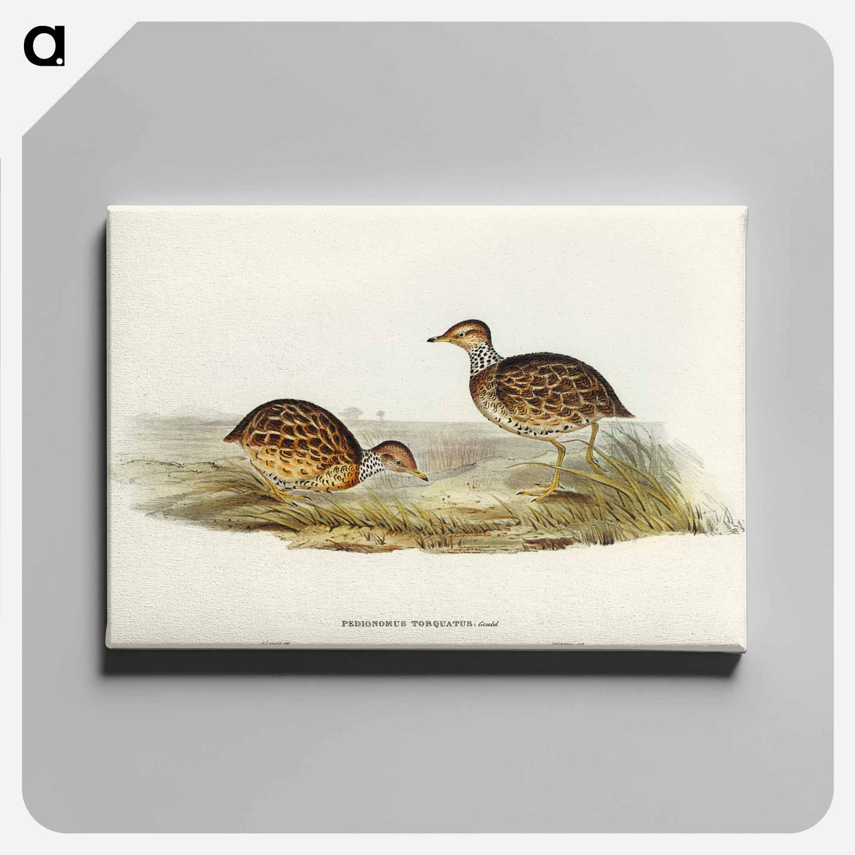 Collared Plain Wanderer
- オーストラリアの鳥 Canvas.