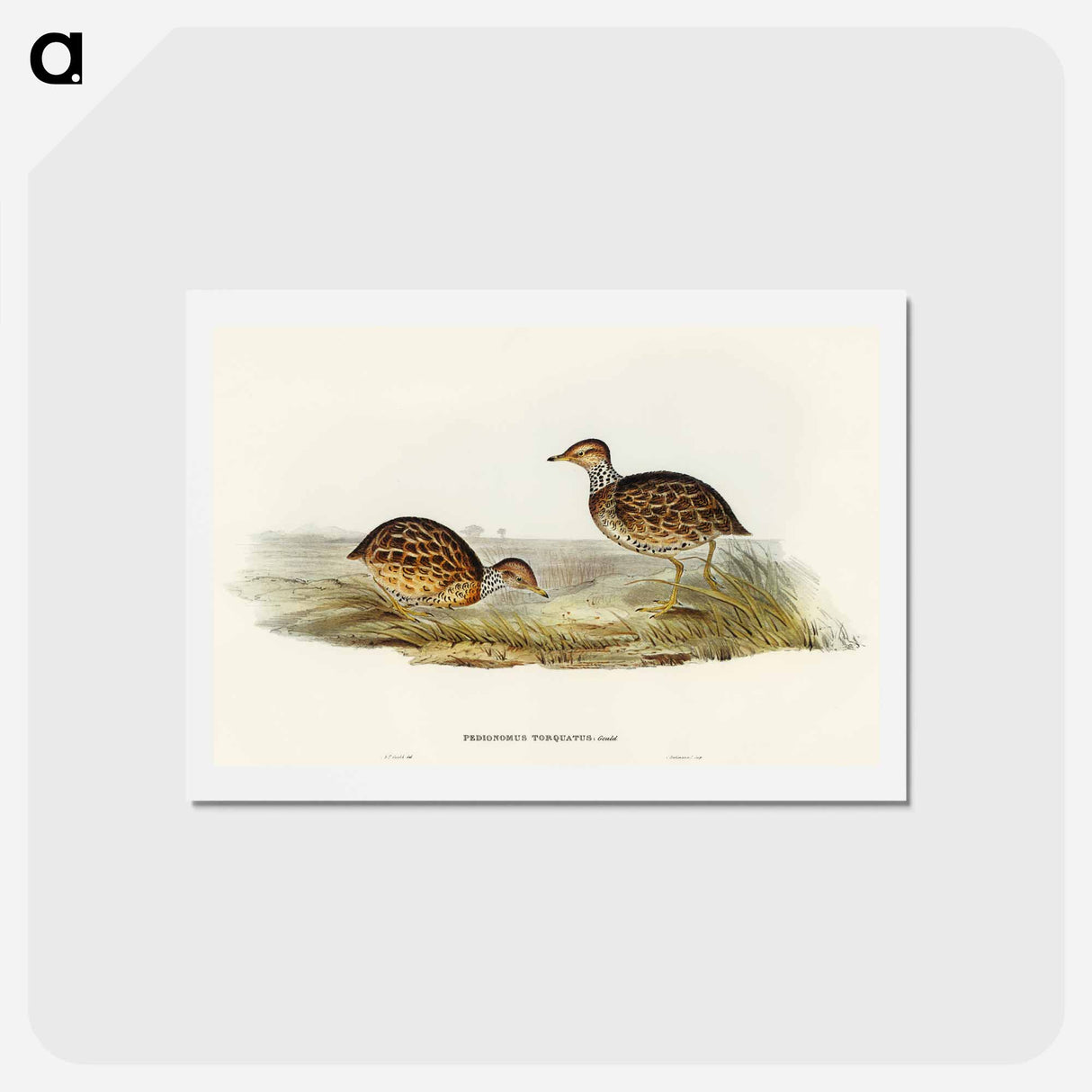 アートポストカード-Collared Plain Wanderer
- オーストラリアの鳥 Postcard.