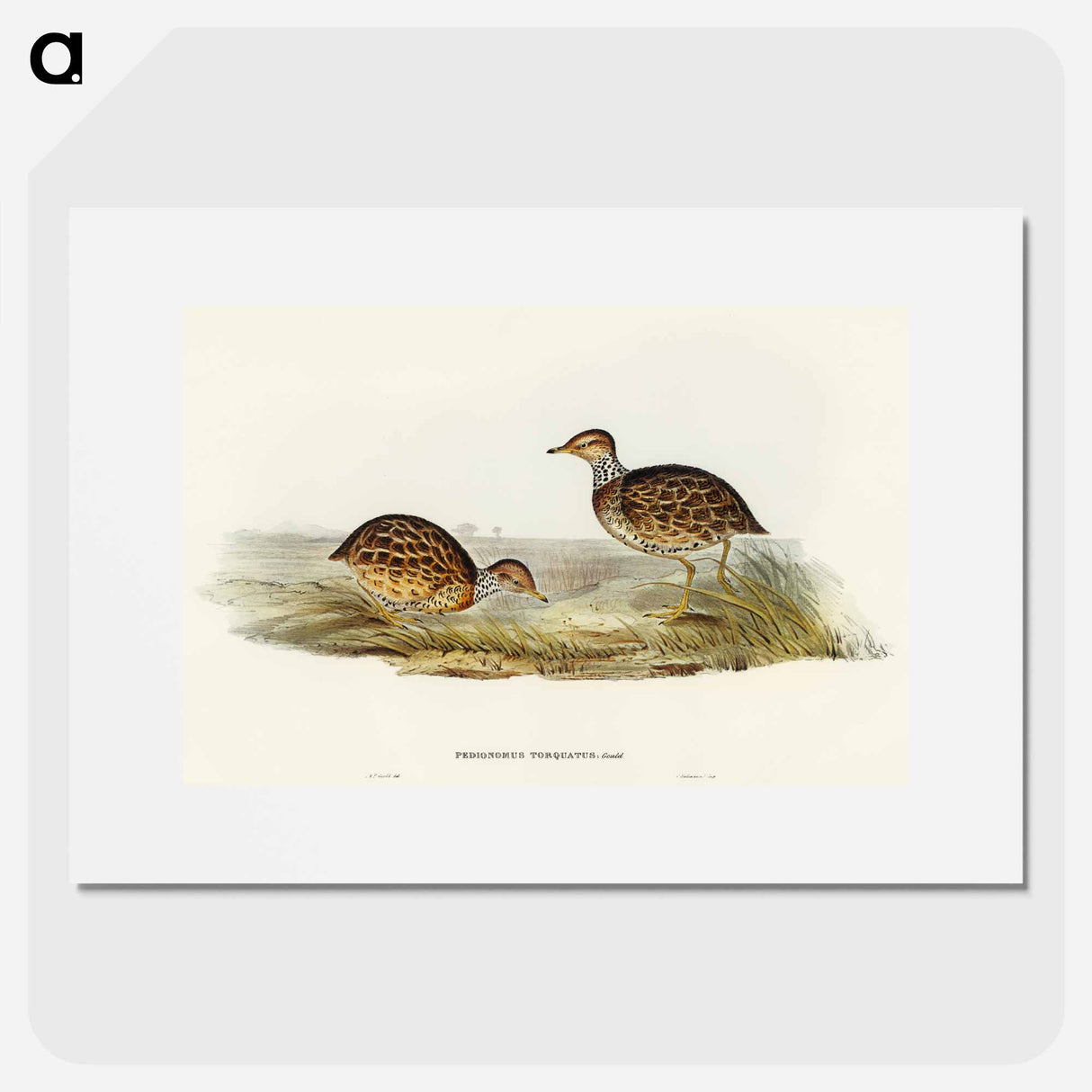 Collared Plain Wanderer
- オーストラリアの鳥 Poster.