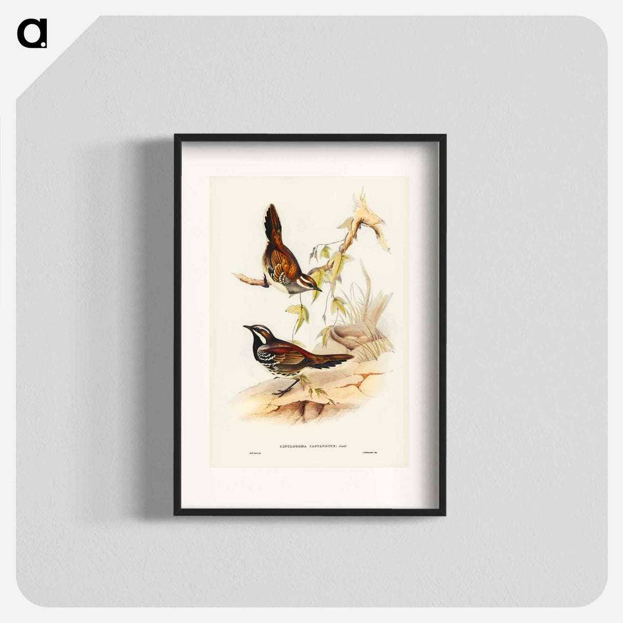 アートポスター-Chestnut-backed Ground Thrush
- ジョン グールド Poster.