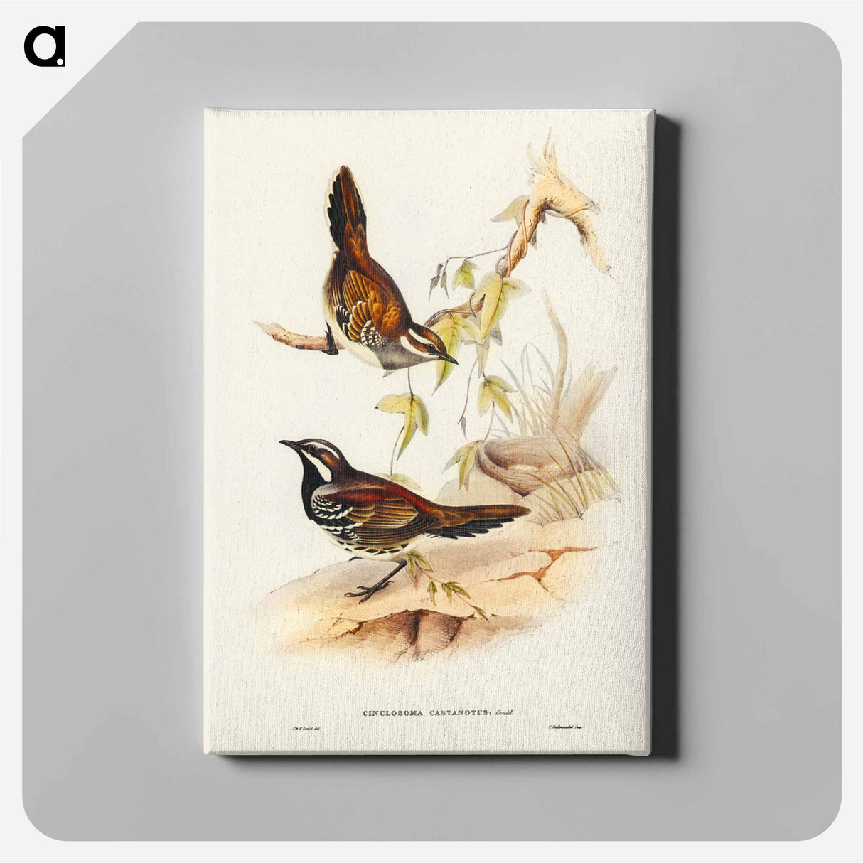 アートパネル-Chestnut-backed Ground Thrush
- ジョン グールド Canvas.
