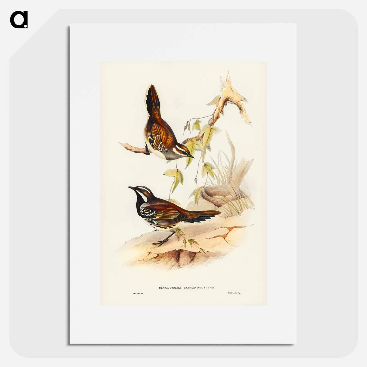 アートポスター-Chestnut-backed Ground Thrush
- ジョン グールド Poster.