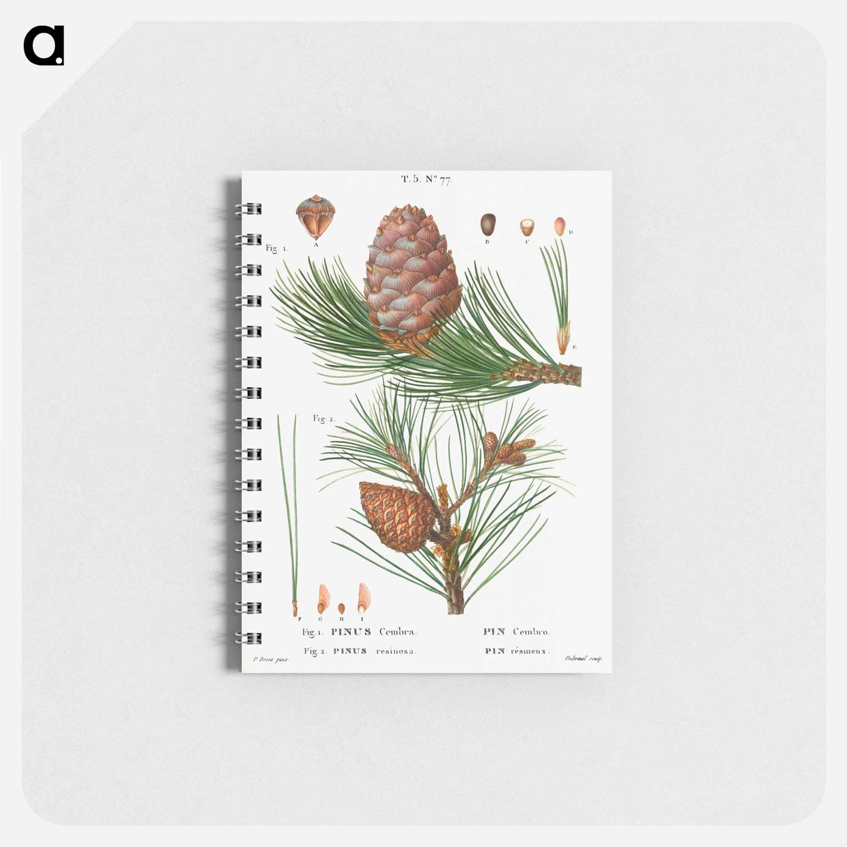 アートメモ帳-Swiss pine, Pinus cembra and Red pine, Pinus resinosa - ピエール ジョゼフ ルドゥーテ Memo.