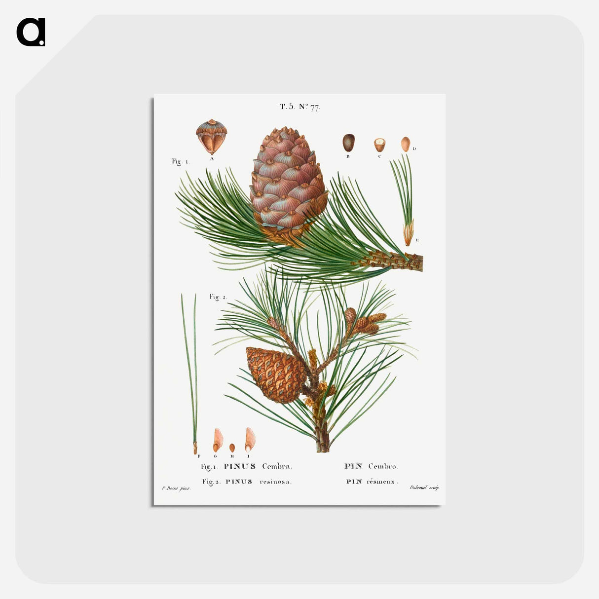 アートポストカード-Swiss pine, Pinus cembra and Red pine, Pinus resinosa - ピエール ジョゼフ ルドゥーテ Postcard.