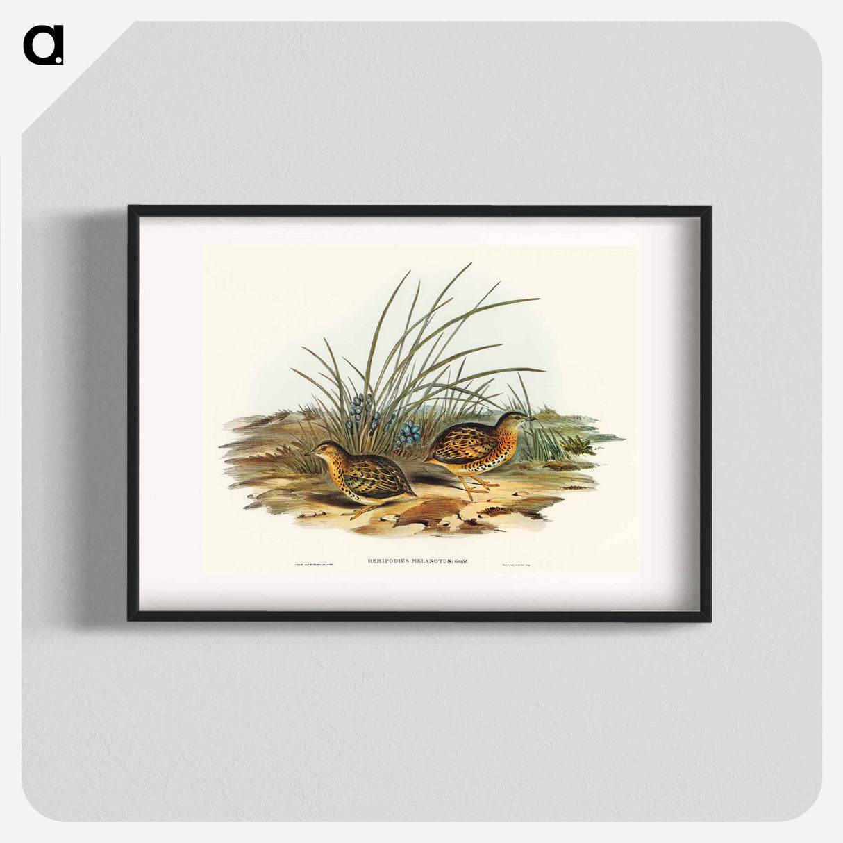 Black-backed Hemipode
- オーストラリアの鳥 Poster.