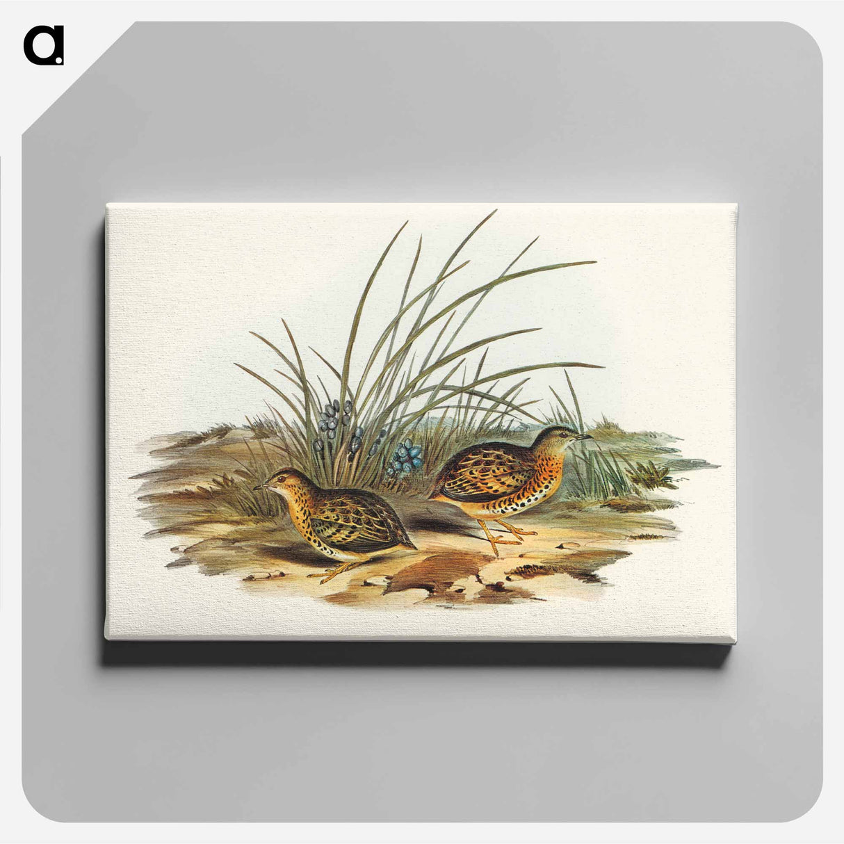 Black-backed Hemipode
- オーストラリアの鳥 Canvas.