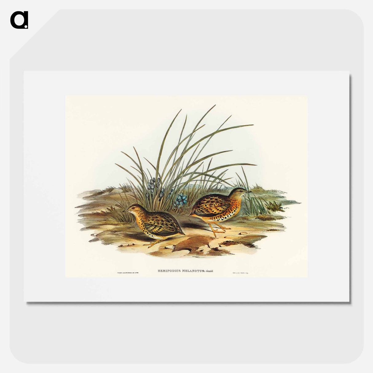 Black-backed Hemipode
- オーストラリアの鳥 Poster.