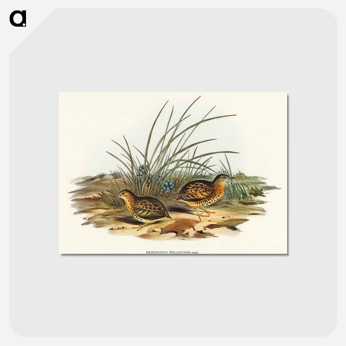 アートポストカード-Black-backed Hemipode
- オーストラリアの鳥 Postcard.