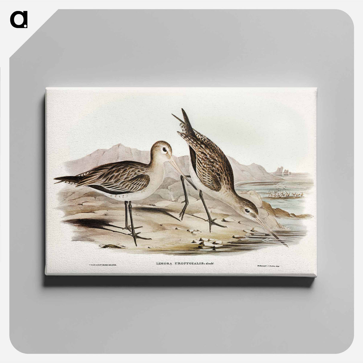 アートパネル-Barred-rumped Godwit
- ジョン グールド Canvas.
