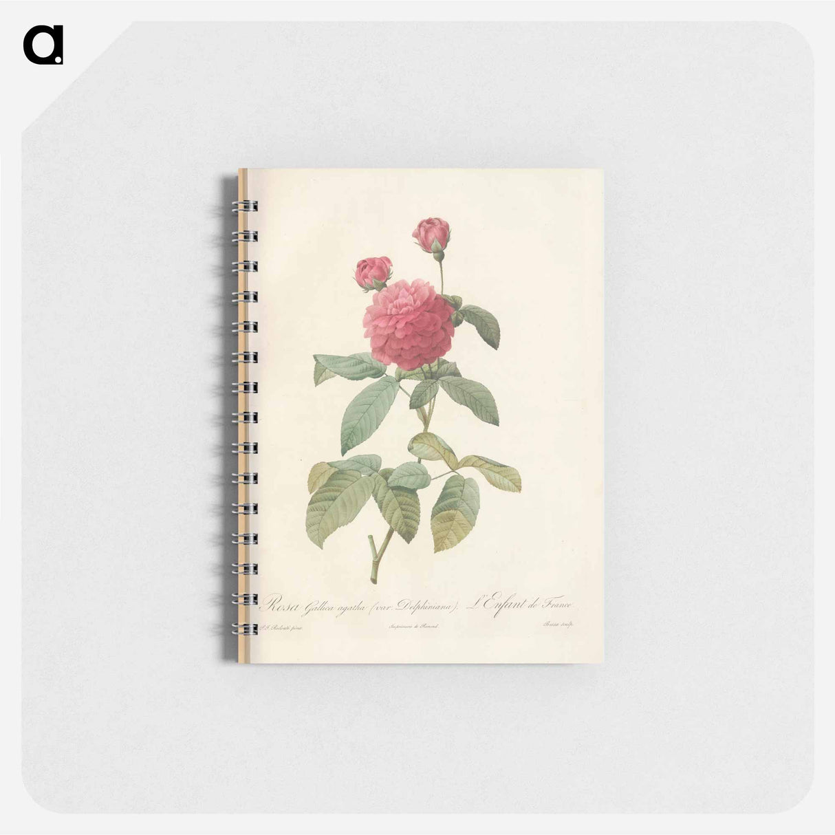 Rose illustration - ピエール ジョゼフ ルドゥーテ Memo.