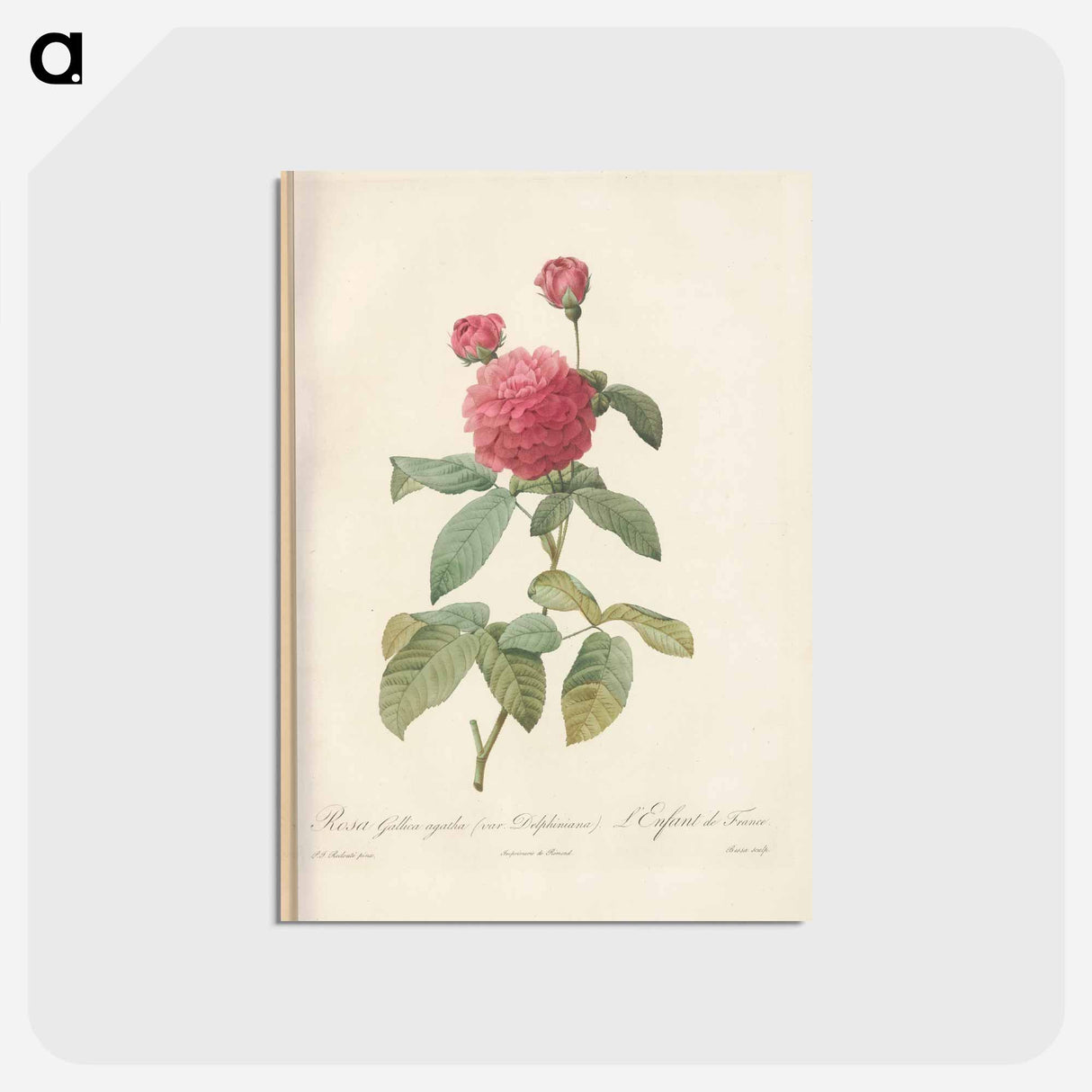 アートポストカード-Rose illustration - ピエール ジョゼフ ルドゥーテ Postcard.