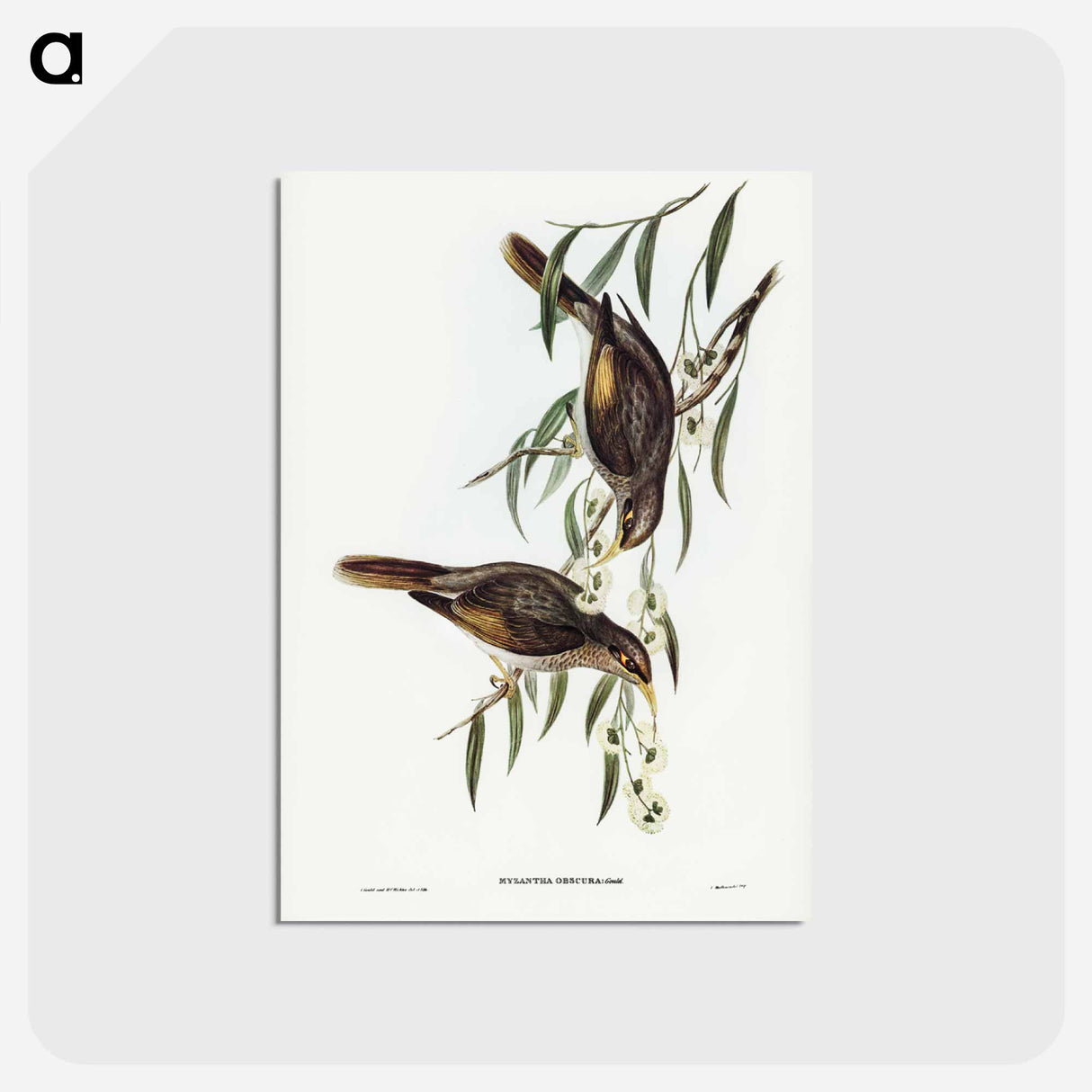 アートポストカード-Sombre Honey-eater
- ジョン グールド Postcard.