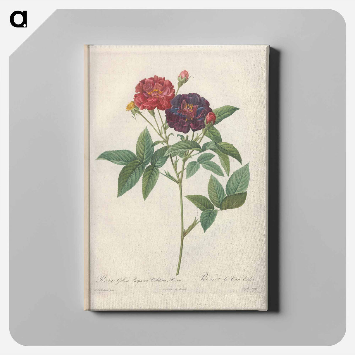 Rose illustration - Pierre Joseph Redouté Canvas.