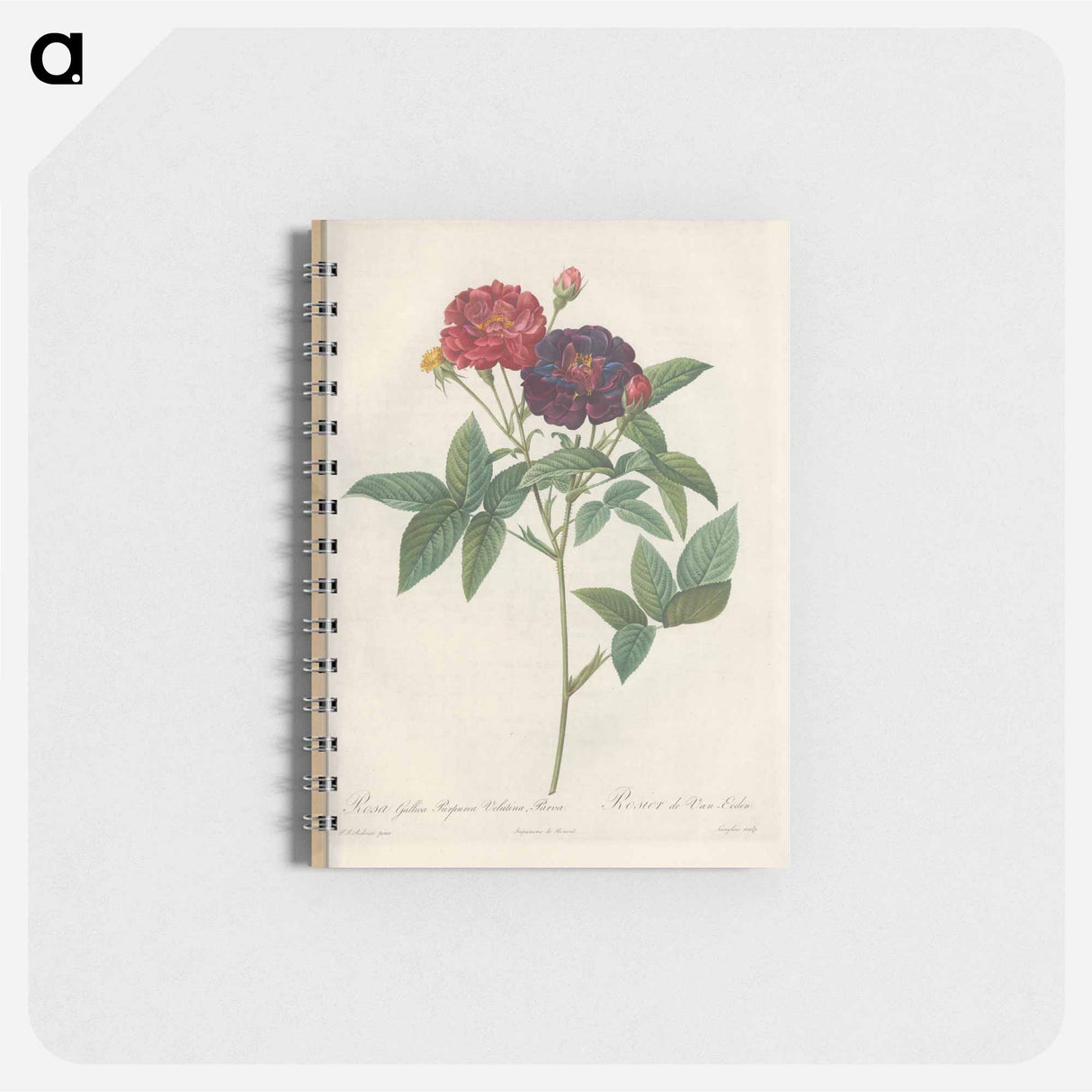 Rose illustration - ピエール ジョゼフ ルドゥーテ Memo.