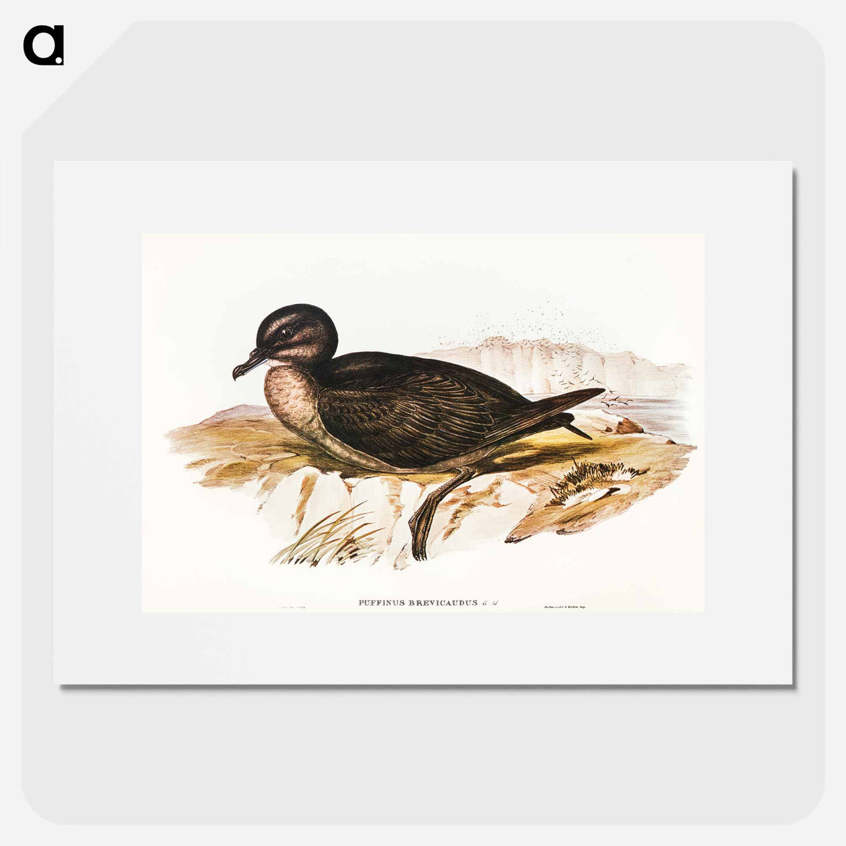 Short-tailed Petrel
- オーストラリアの鳥 Poster.