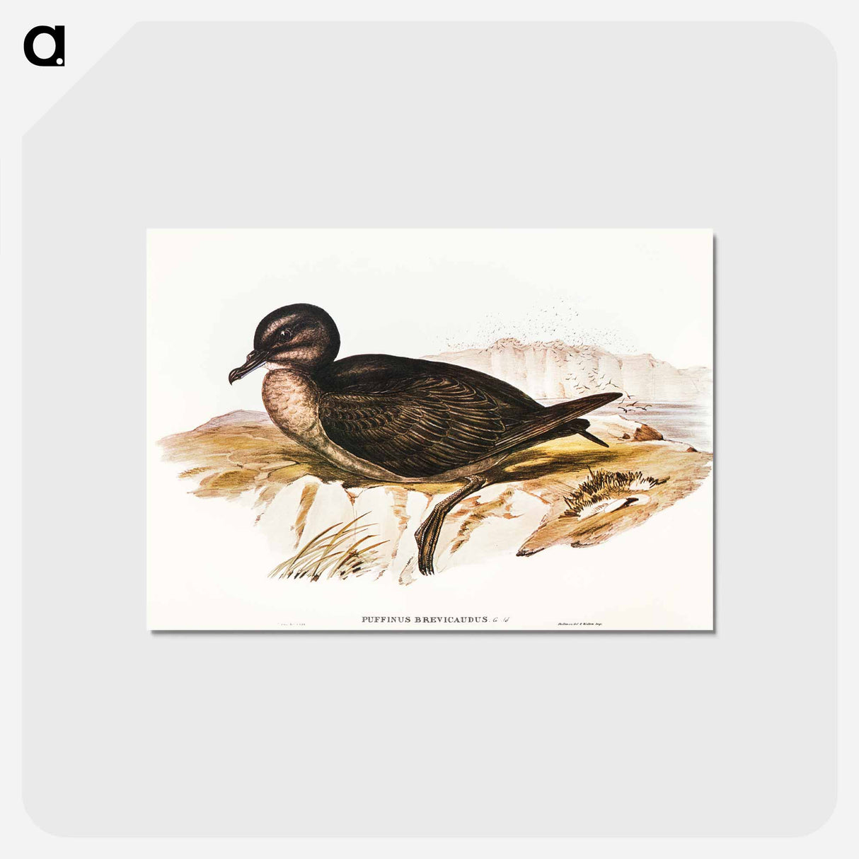 アートポストカード-Short-tailed Petrel
- オーストラリアの鳥 Postcard.
