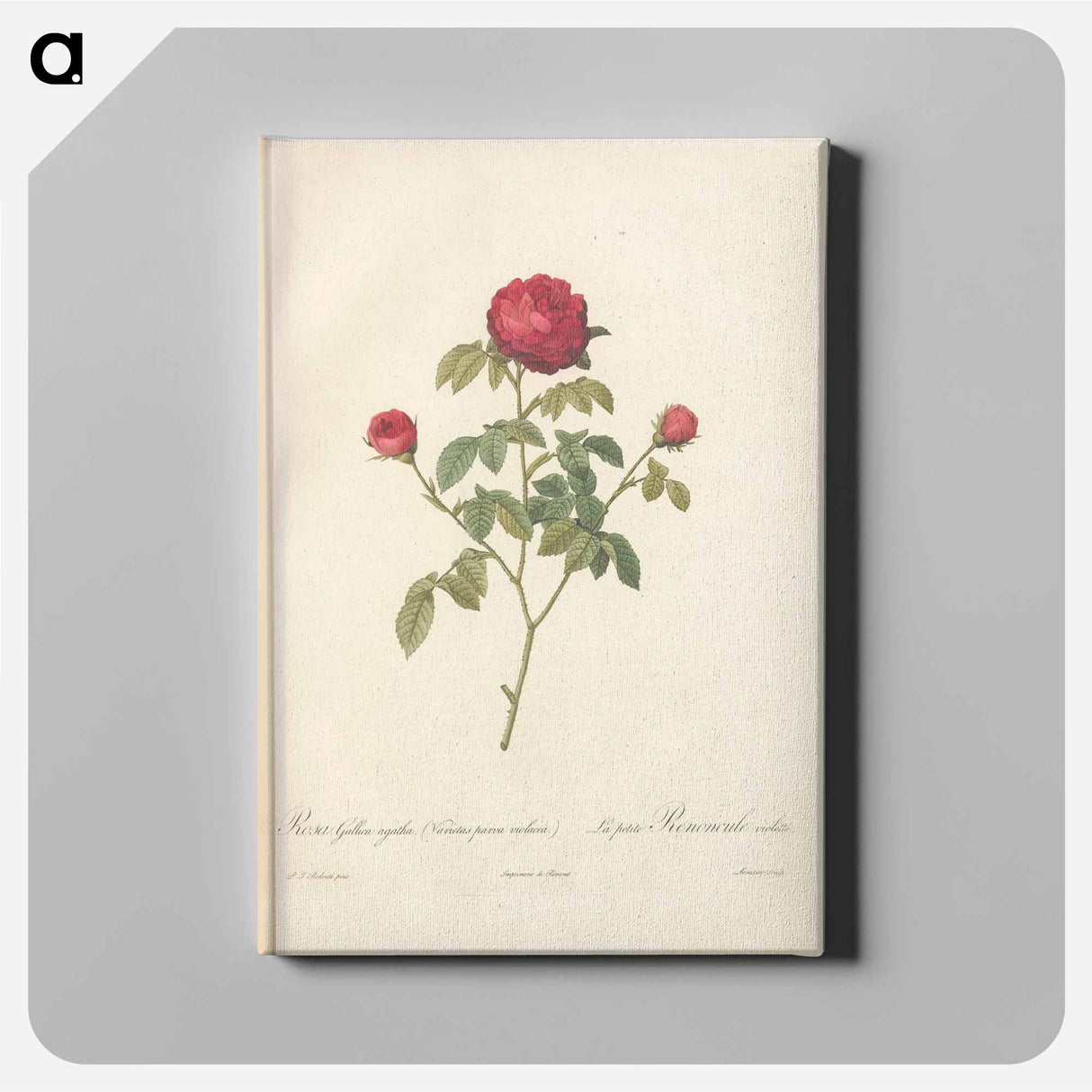Rose illustration - Pierre Joseph Redouté Canvas.