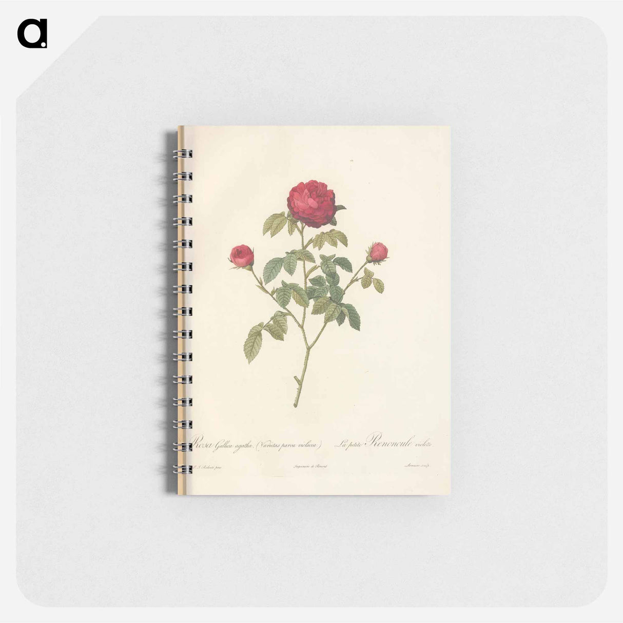 Rose illustration - ピエール ジョゼフ ルドゥーテ Memo.