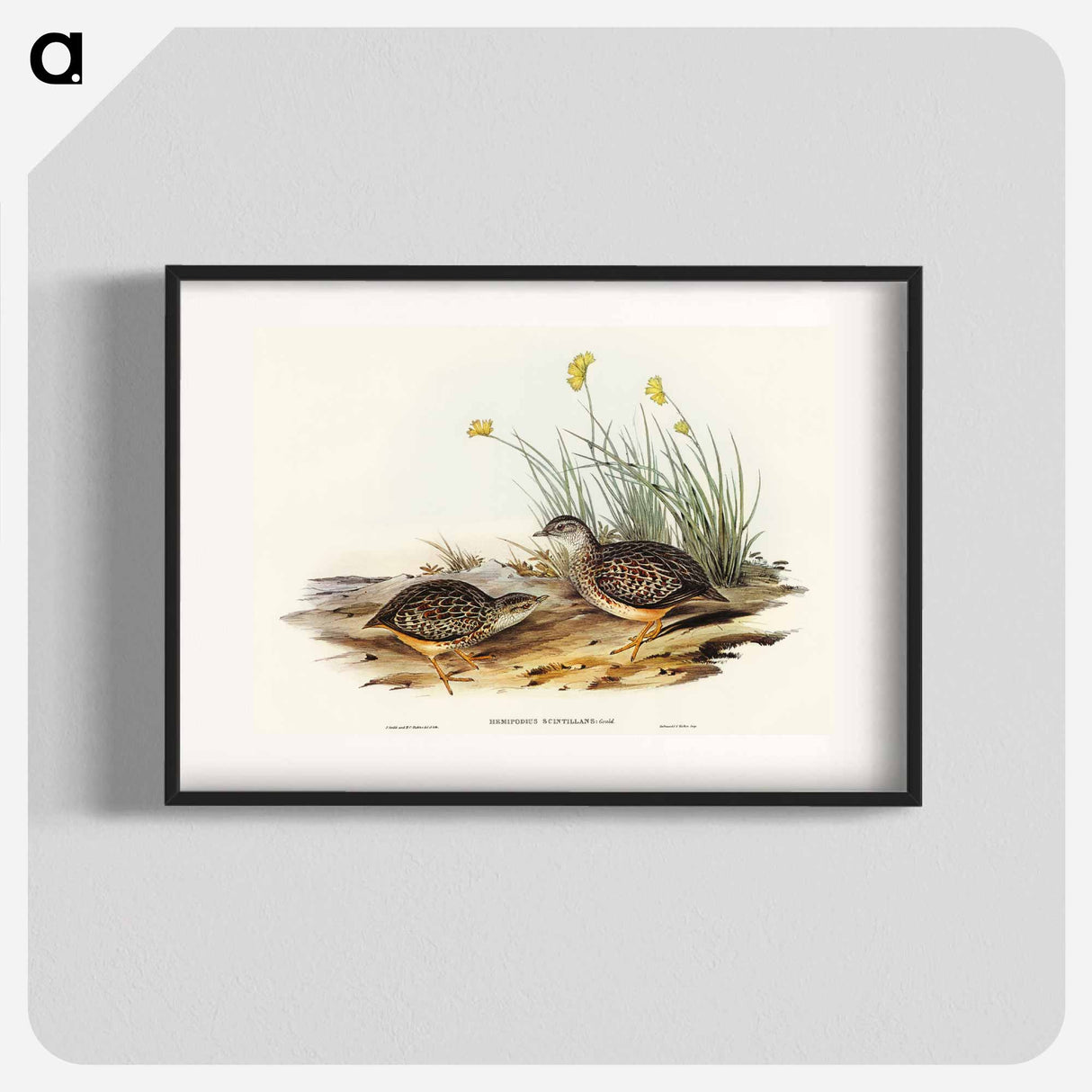 Sparkling Hemipode
- オーストラリアの鳥 Poster.