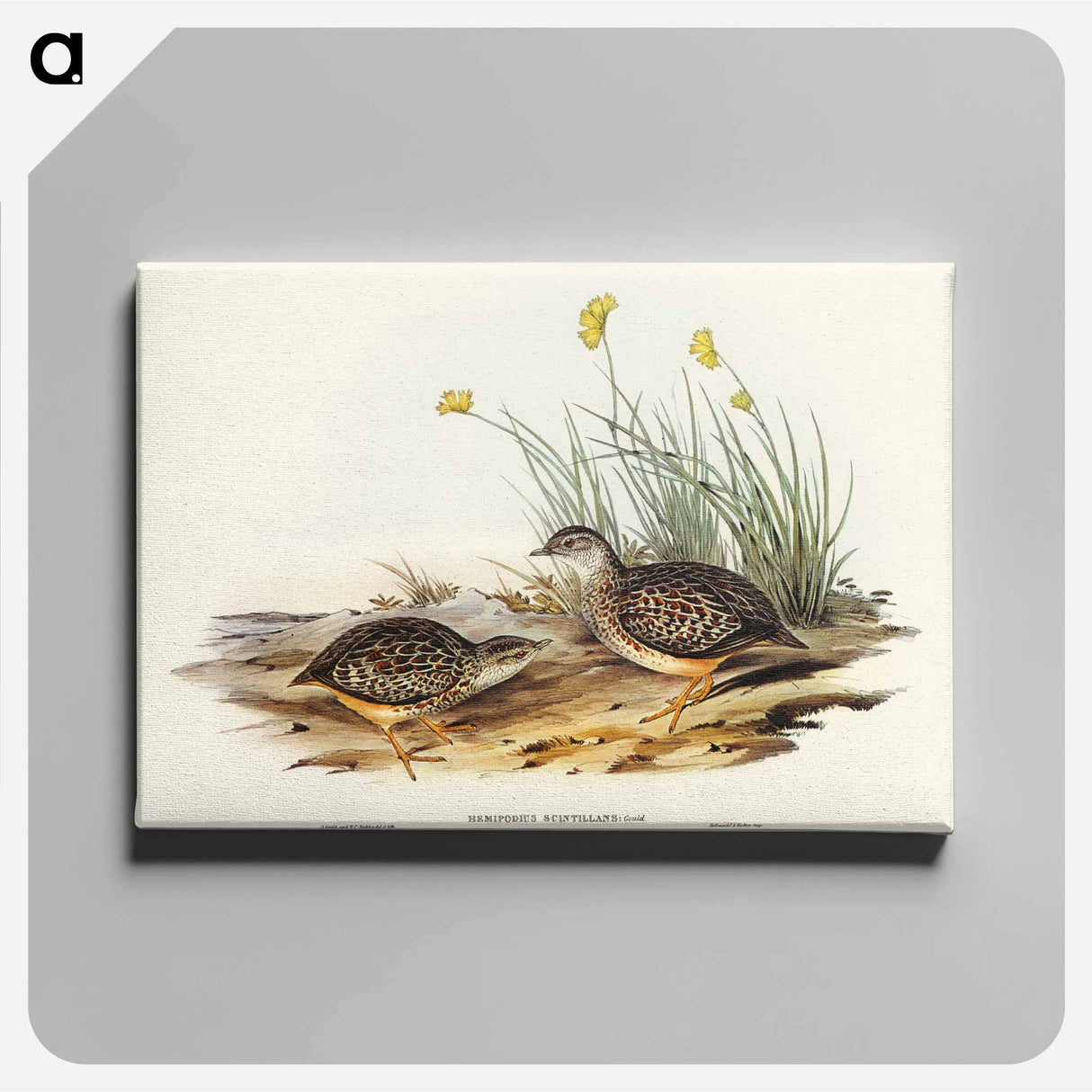 Sparkling Hemipode
- オーストラリアの鳥 Canvas.