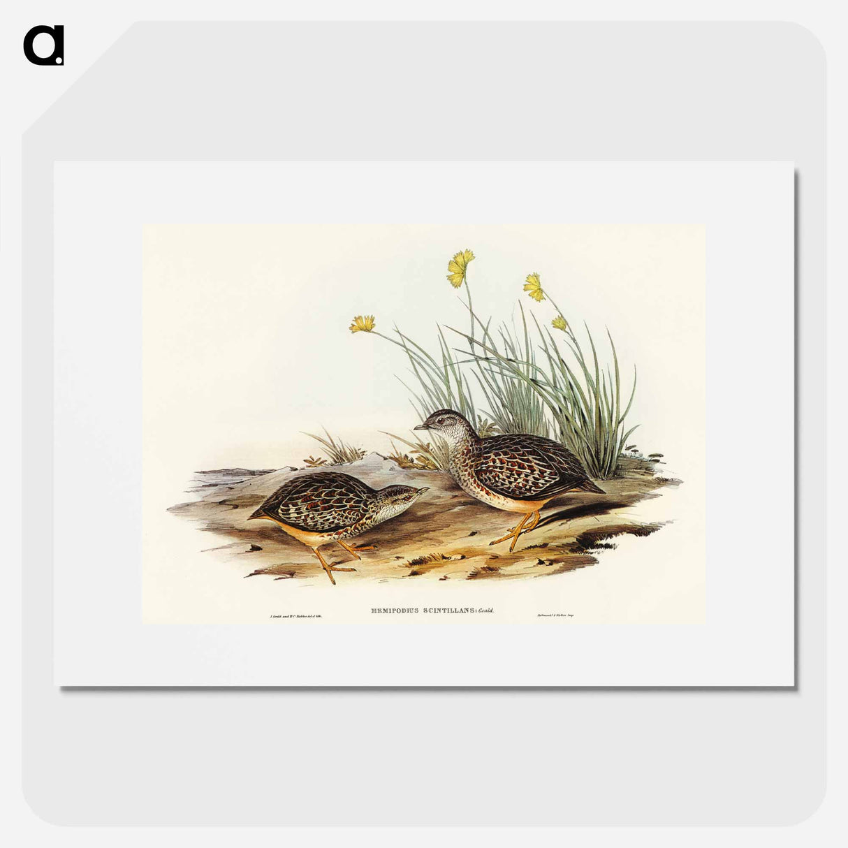 Sparkling Hemipode
- オーストラリアの鳥 Poster.