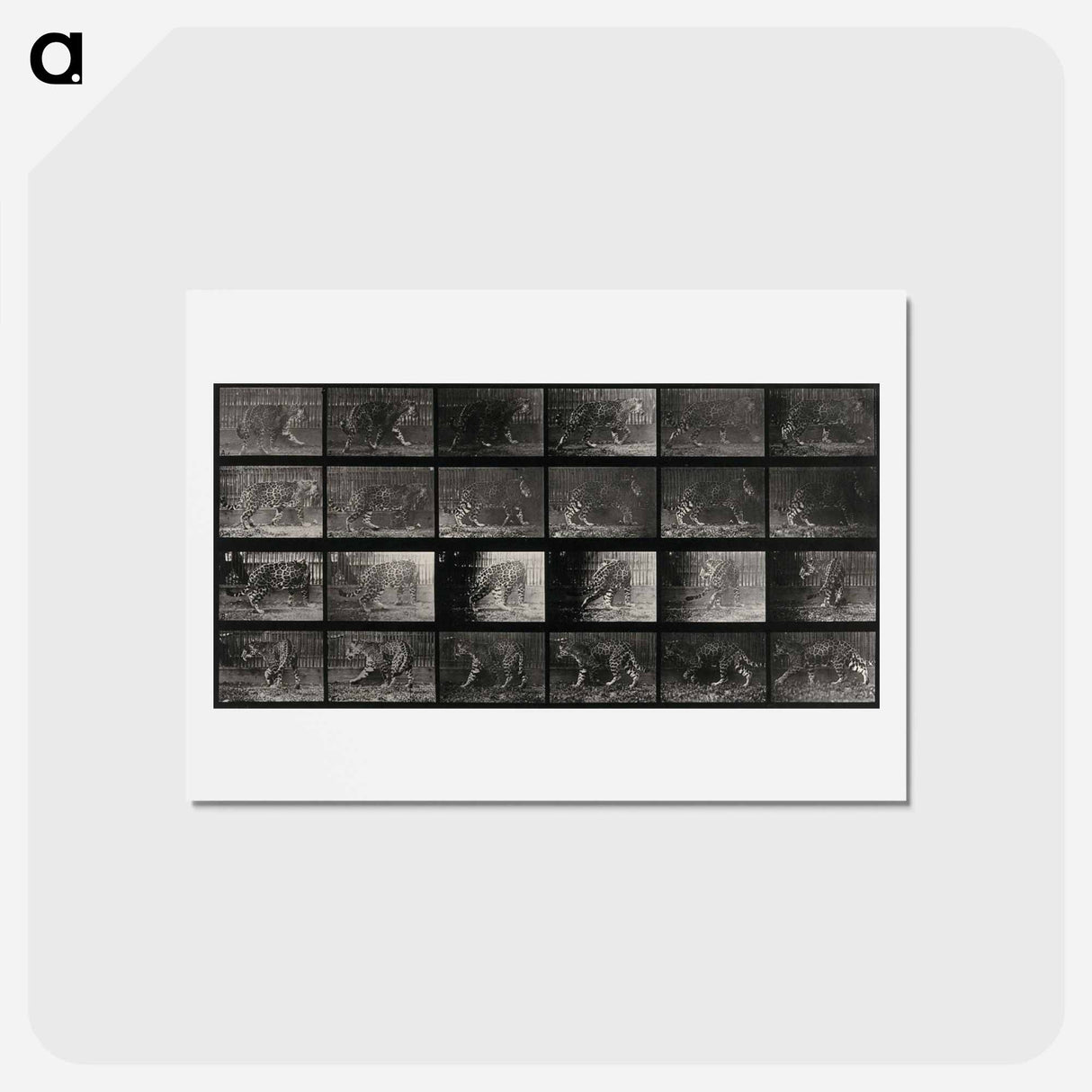 アートポストカード-Leopard in Motion
- エドワード マイブリッジ Postcard.
