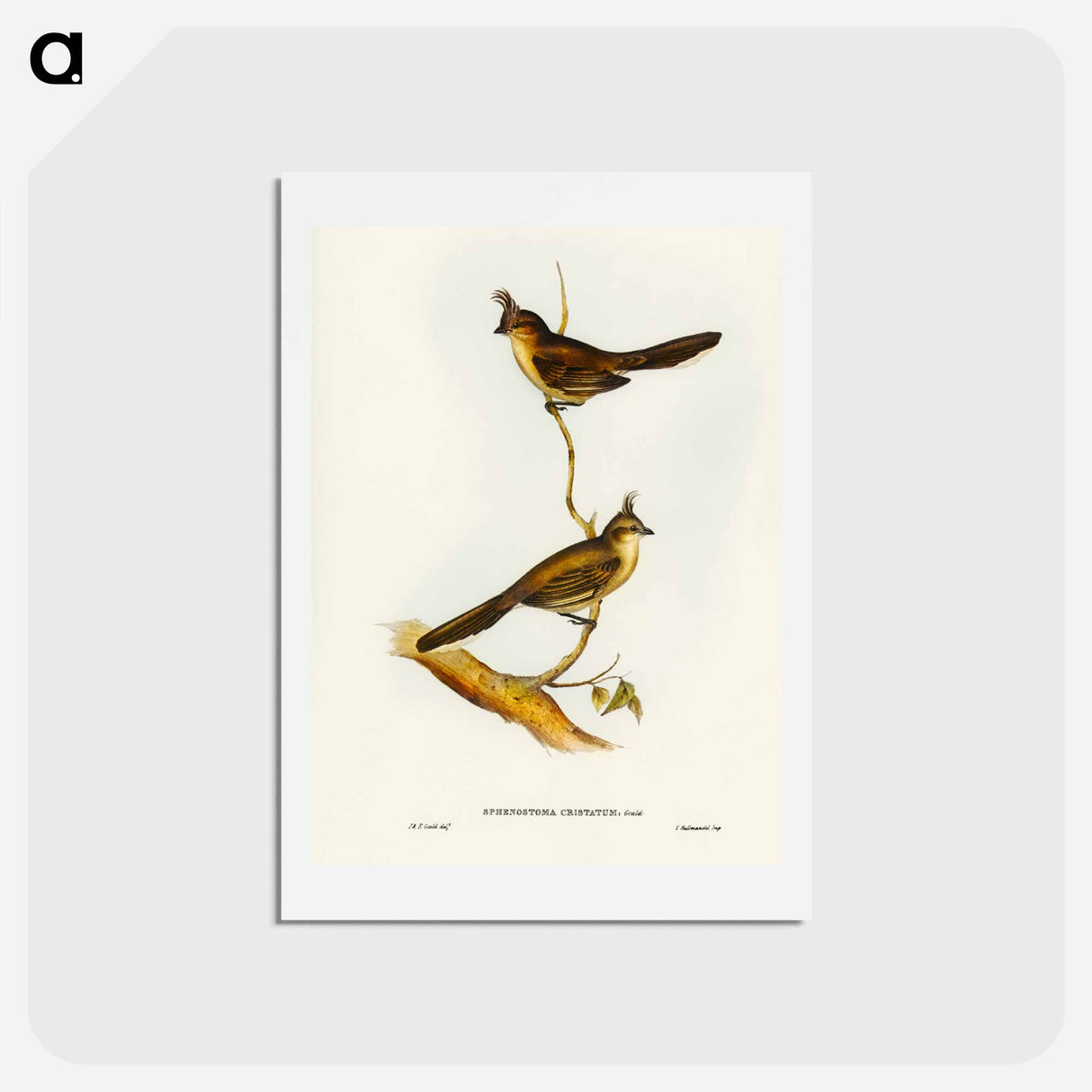 アートポストカード-Crested Wedge-bill
- ジョン グールド Postcard.