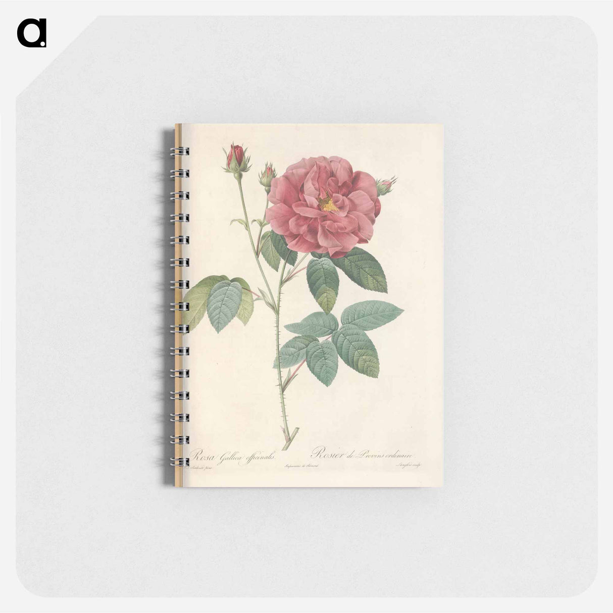 Rose illustration - ピエール ジョゼフ ルドゥーテ Memo.