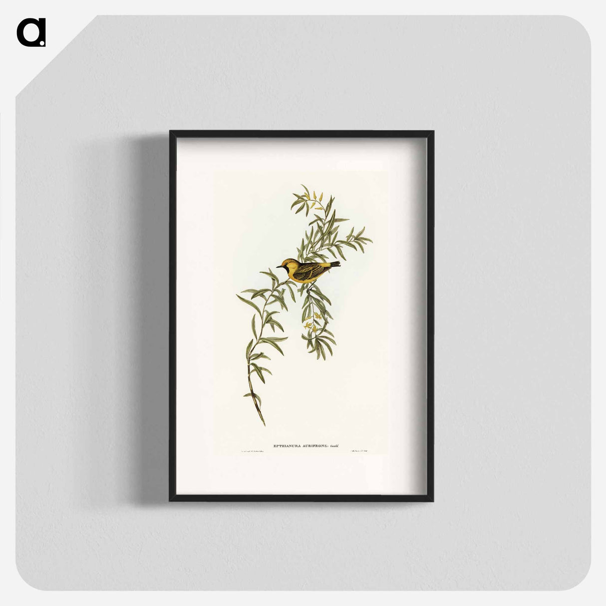 Orange-Fronted Chat
- オーストラリアの鳥 Poster.